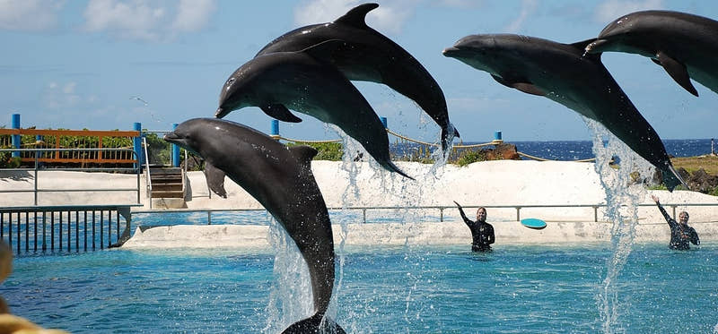 Dolphin & Sea Lions Show with Entrance