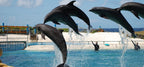 Dolphin & Sea Lions Show with Entrance & Transfer from Belek