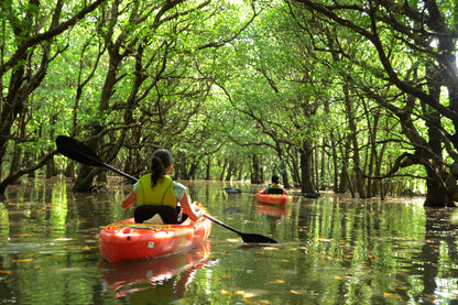Girl Mangrove Kayaking In Reem Island Abu Dhabi