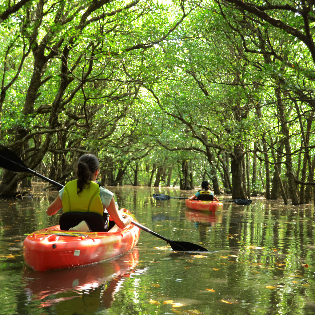 Girl Mangrove Kayaking In Reem Island Abu Dhabi