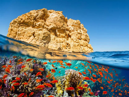 Sharm El Sheikh Ras Mohamed National Park Tour By Bus