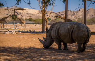Rino 