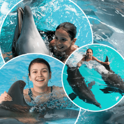 Alanya Dolphin, Sea Lions Show Entrance with Transfer