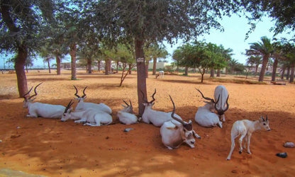 Dubai Safari Parkı Biletleri