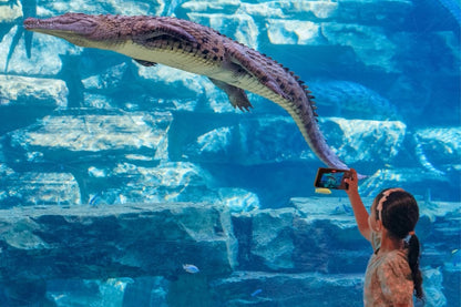 Crocodile Swimming Underwater