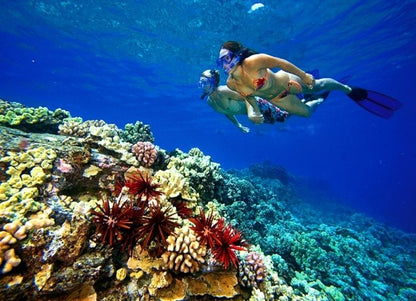 Dubai Discover Boat Try Scuba Diving Tour с бассейном, погружением с лодки, транспортом и обедом