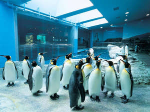 Pingviner i Dubai Aquarium