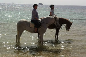 Sharm El Sheikh Horse Riding