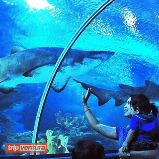 Alanya Antalya Aquarium Tour - Tripventura