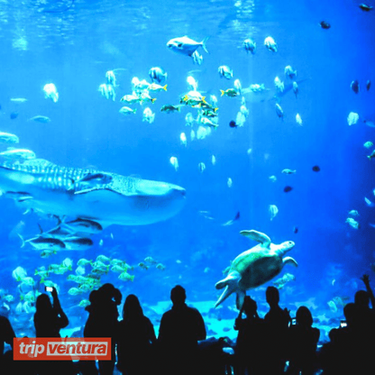 Alanya Antalya Aquarium Tour - Tripventura