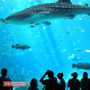 Ausflug zum Antalya Aquarium ab Alanya - Tripventura