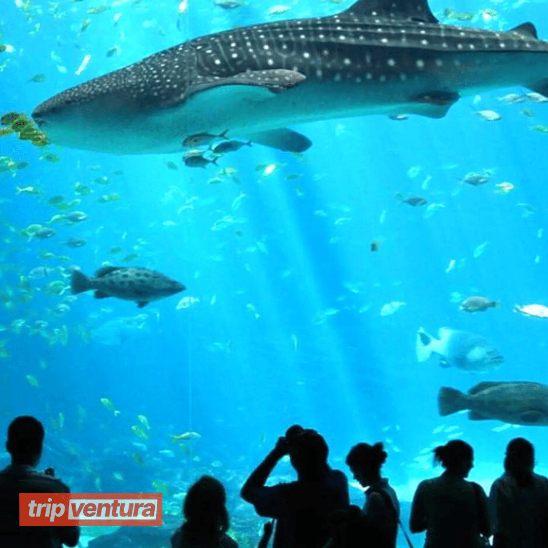 Alanya Antalya Aquarium Tour - Tripventura