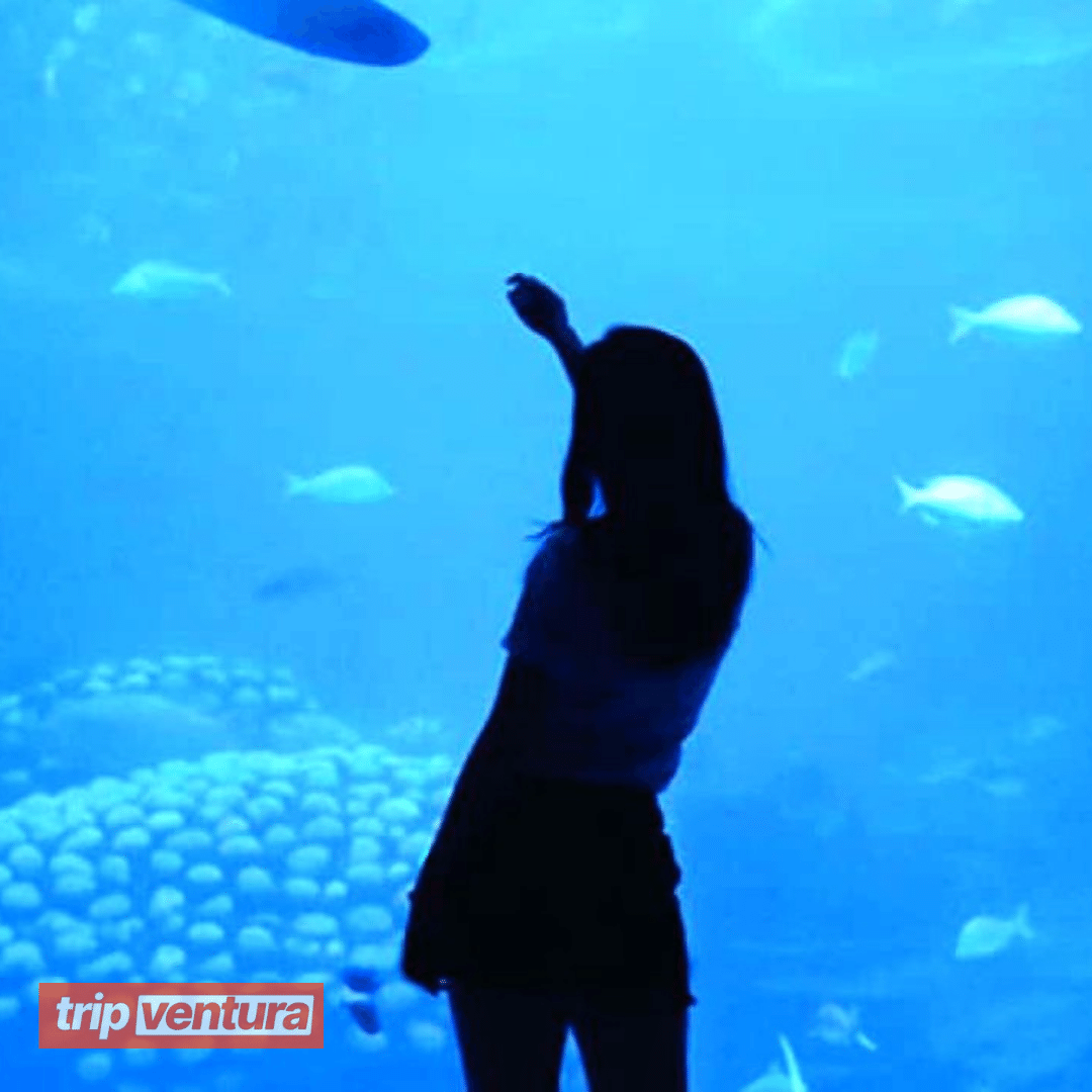 Side Aquarium Tour - Tripventura