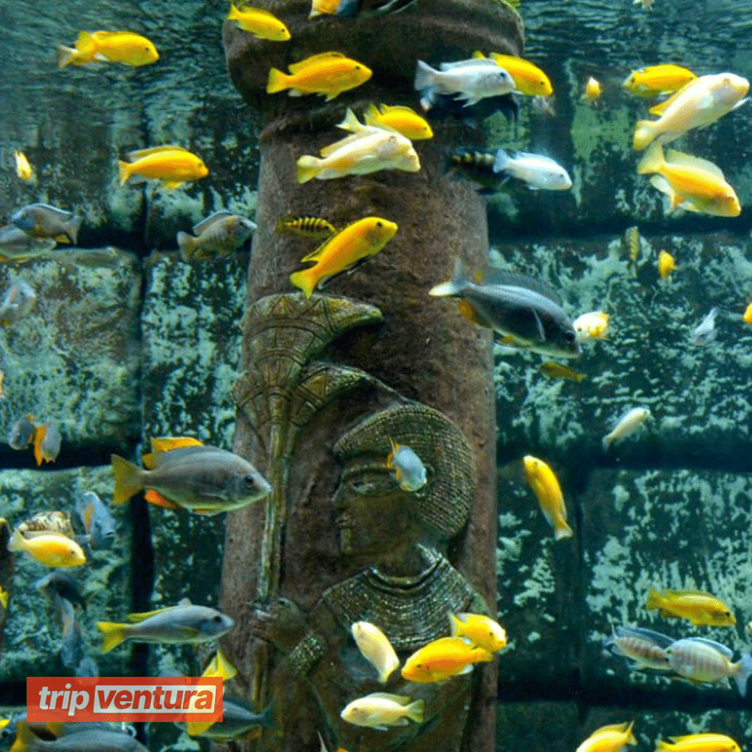 Antalya Aquarium Tour The World's Biggest Tunnel Aquarium - Tripventura