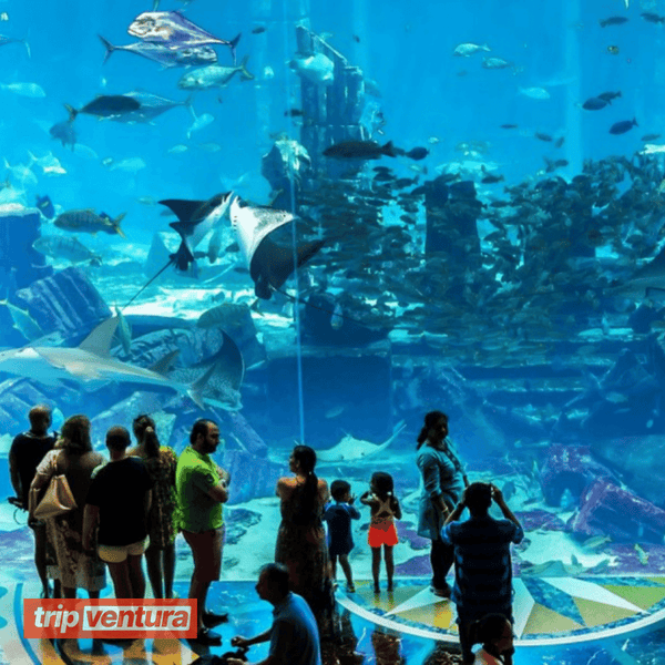 Entrébillet til Dubais akvarium The Lost Chambers – Tripventura