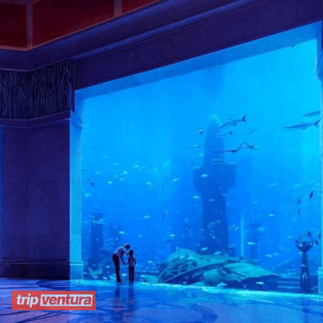 Dubai The Lost Chambers Aquarium Admission Ticket - Tripventura