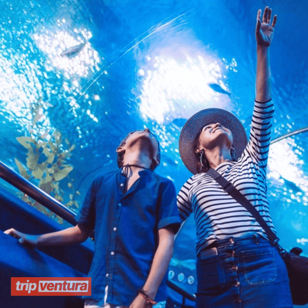 Entrébillet til Dubais akvarium The Lost Chambers – Tripventura