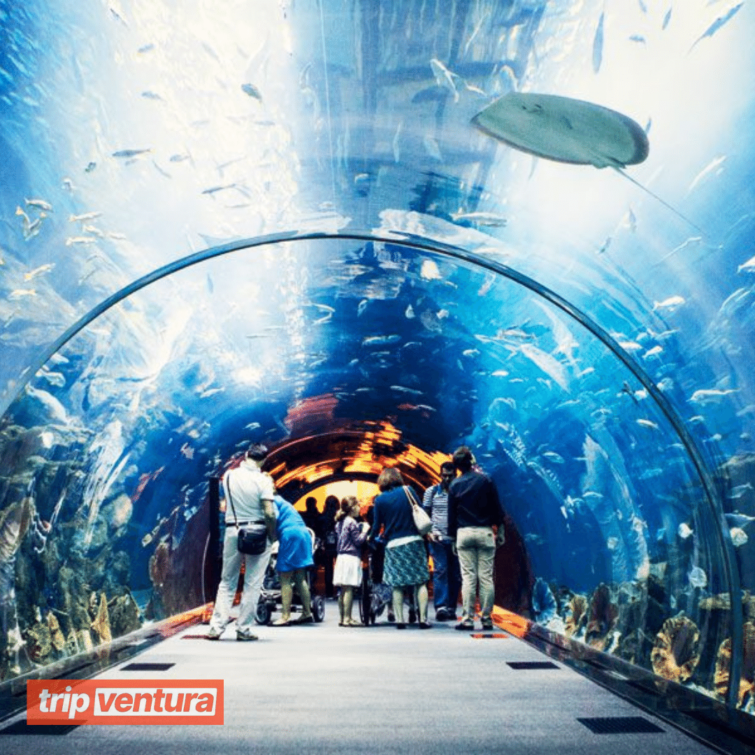 Dubai The Lost Chambers Aquarium Admission Ticket - Tripventura