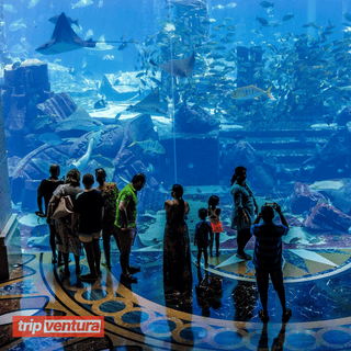 Dubai The Lost Chambers Aquarium Admission Ticket - Tripventura