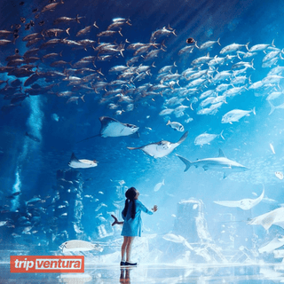 Dubai The Lost Chambers Aquarium Admission Ticket - Tripventura