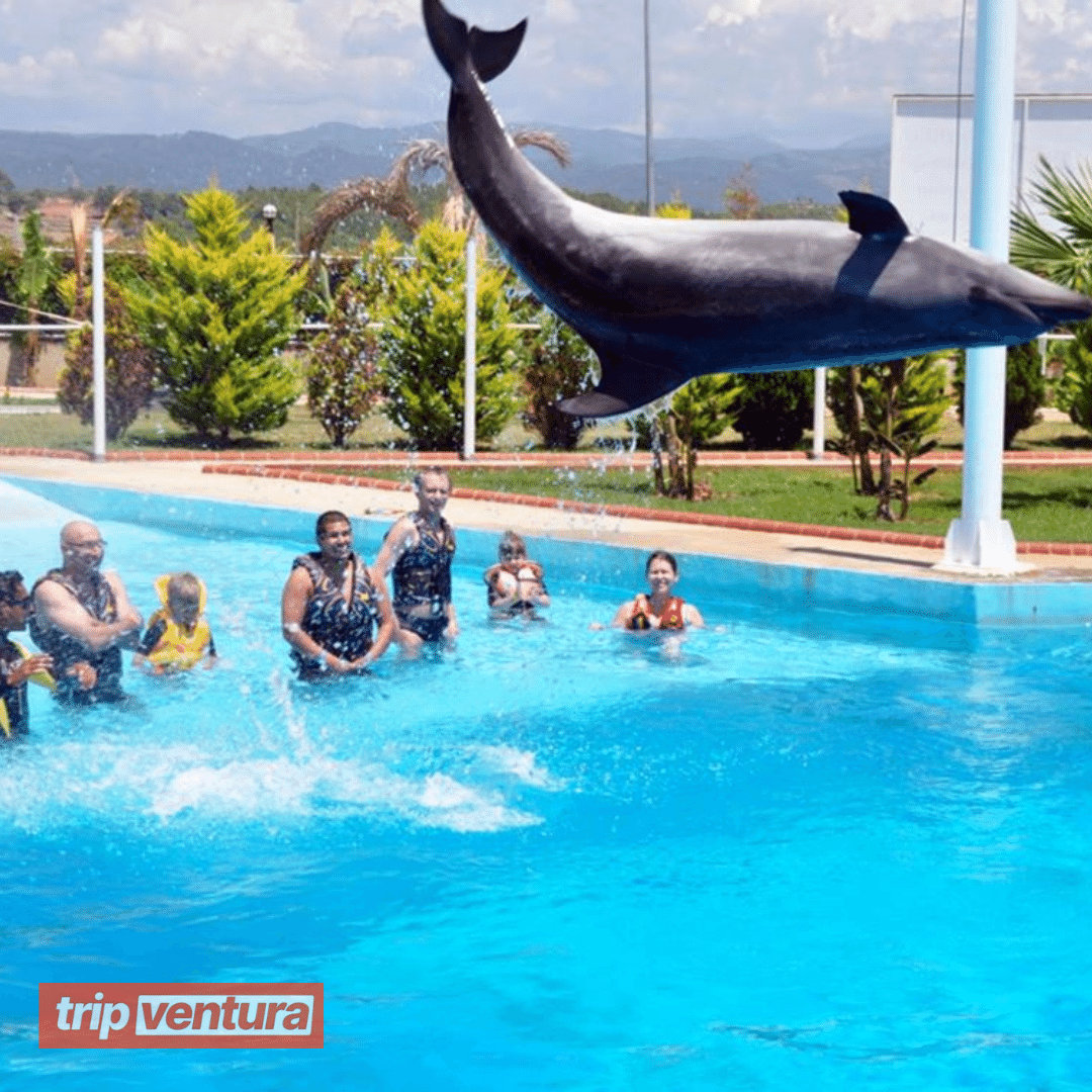 Alanya Swimming With Dolphins - Tripventura