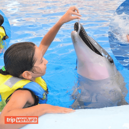 Bodrum Swimming with Dolphin - Tripventura