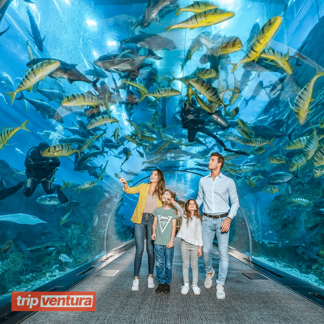 Dubai Aquarium and Underwater Zoo - Tripventura