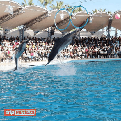 Kemer Dolphin & Sea Lions Show - Tripventura
