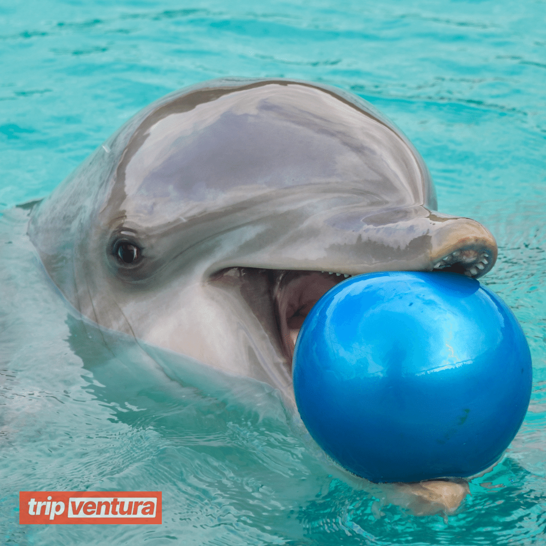 Bodrum Dolphin Show - Tripventura