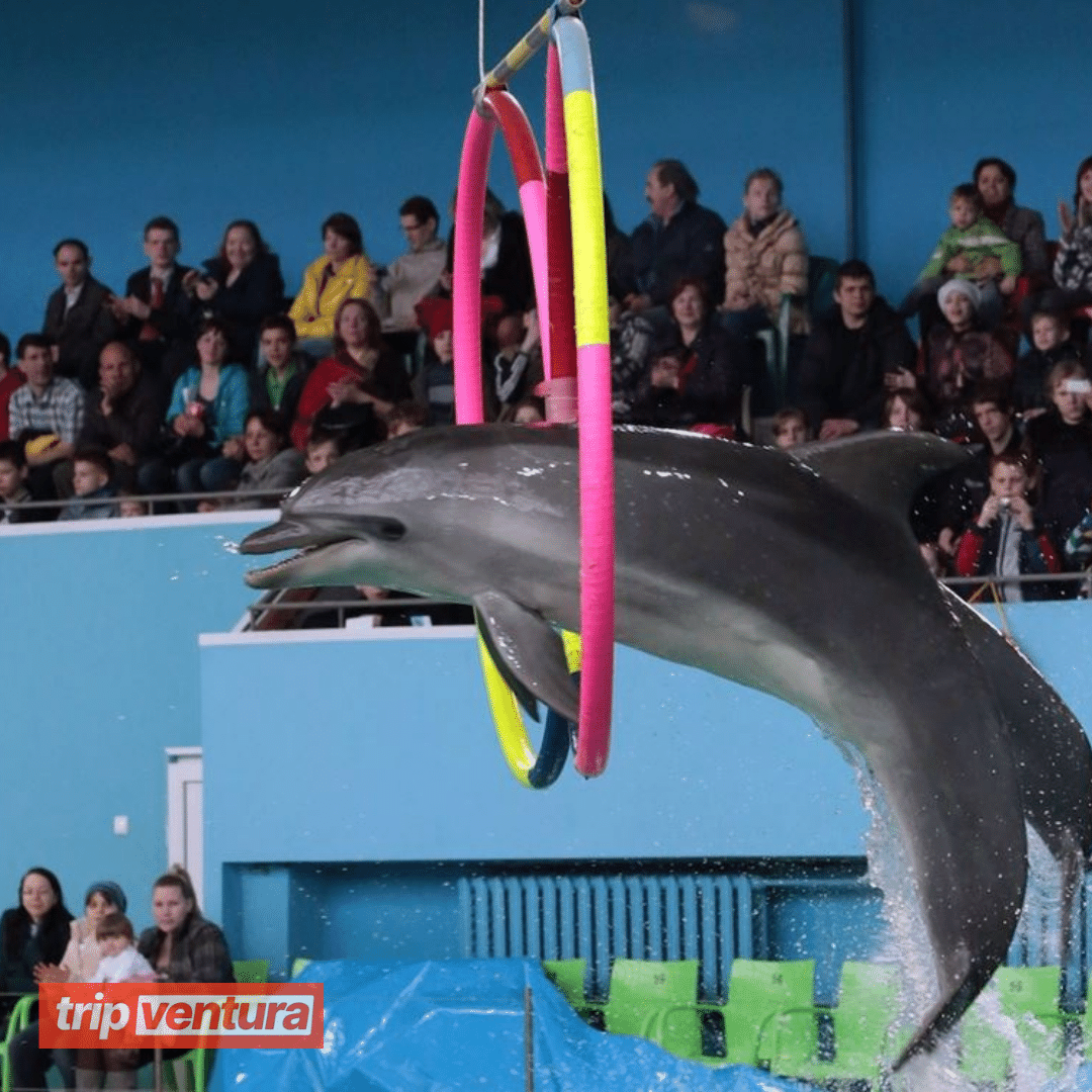 Alanya Dolphin & Sea Lions Show - Tripventura