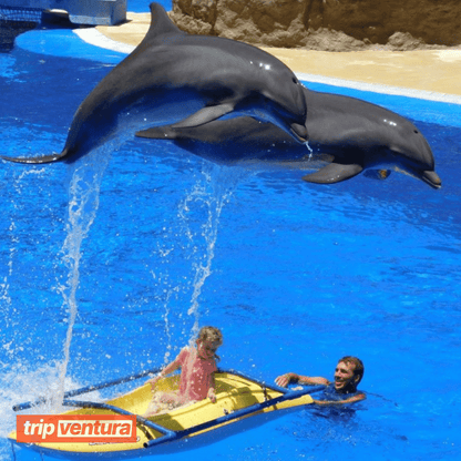 Bodrum Dolphin Show - Tripventura