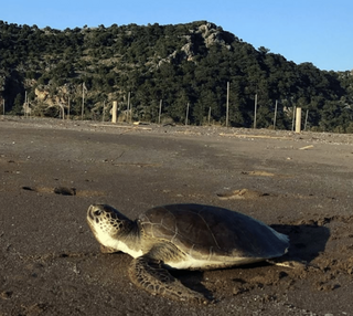Marmaris Turtle Beach Boat Tour & Mud Bath & Thermal Pool - Tripventura