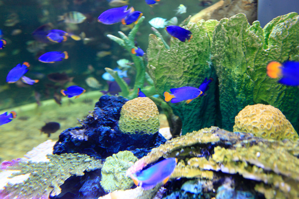 Dubai Aquarium and Underwater Zoo - Tripventura