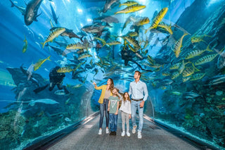 Underwater aquarium located within the Dubai Mall