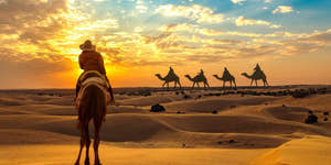 People riding camels