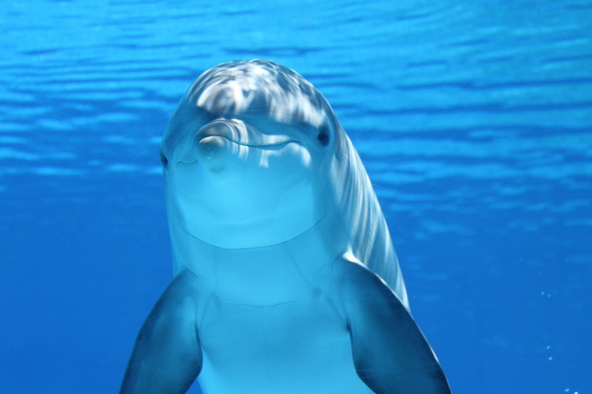 Dolphin Spotting Along the Coast