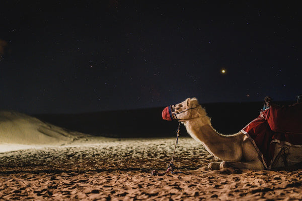 Sunset Camel Trek