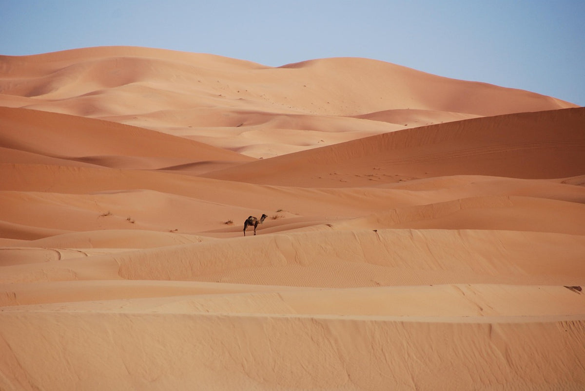 Camel Riding at Sunset