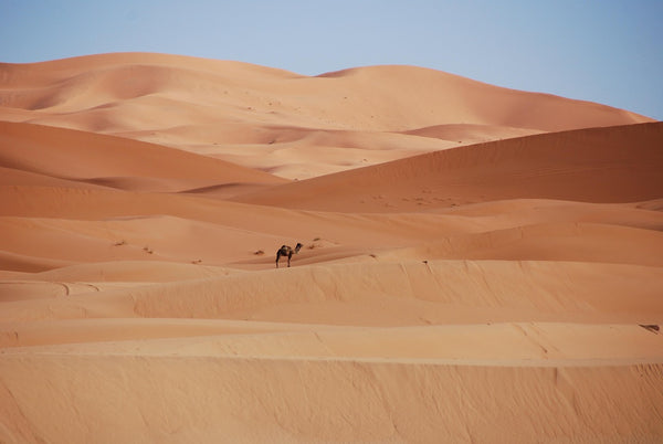 Camel Riding at Sunset