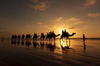 People camel trekking through the desert in evening