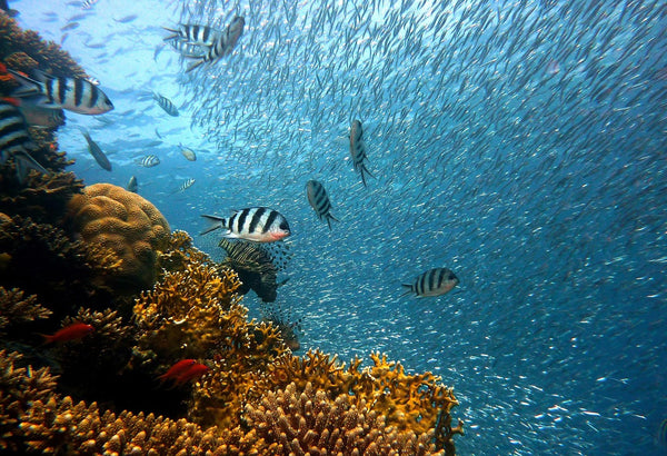 Snorkelling Over Rocky Reefs