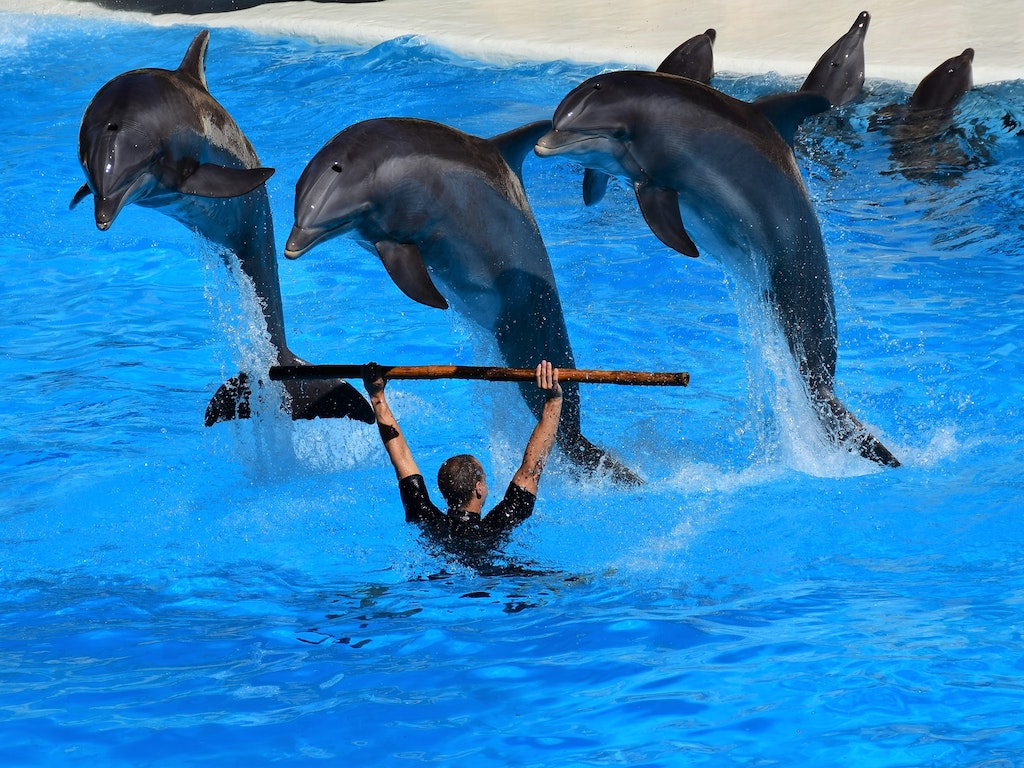 Side Dolphin Show - Tripventura