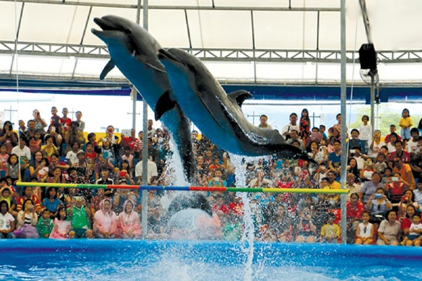 Dolphin & Sea Lions Show with Entrance