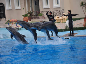 Sharm El Sheikh Dolphin show