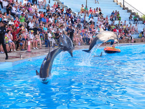 Sharm El Sheikh Dolphin show