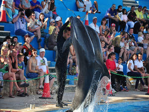 Sharm El Sheikh Dolphin show