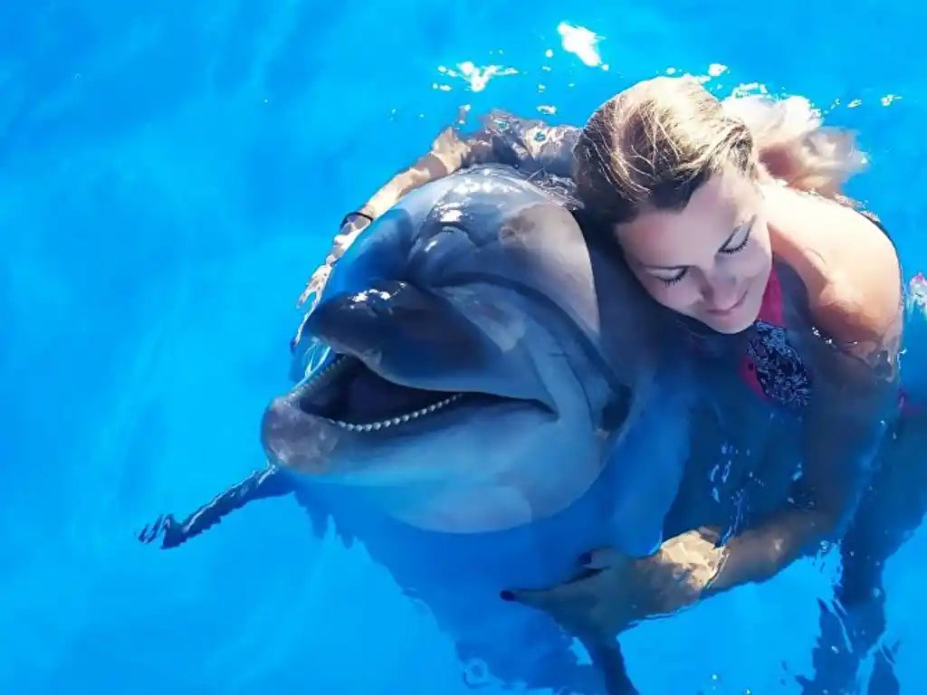 Sidesvømning med delfiner med eksperttrænere og transport