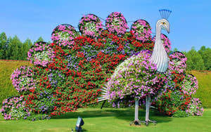 Blomsterpåfugl i Dubai Miracle Garden