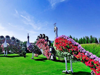 Floral peacocks at Dubai Miracle Garden 