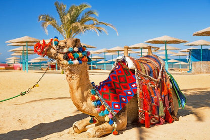 Hurghada City Tour 5 Hours with Private Car